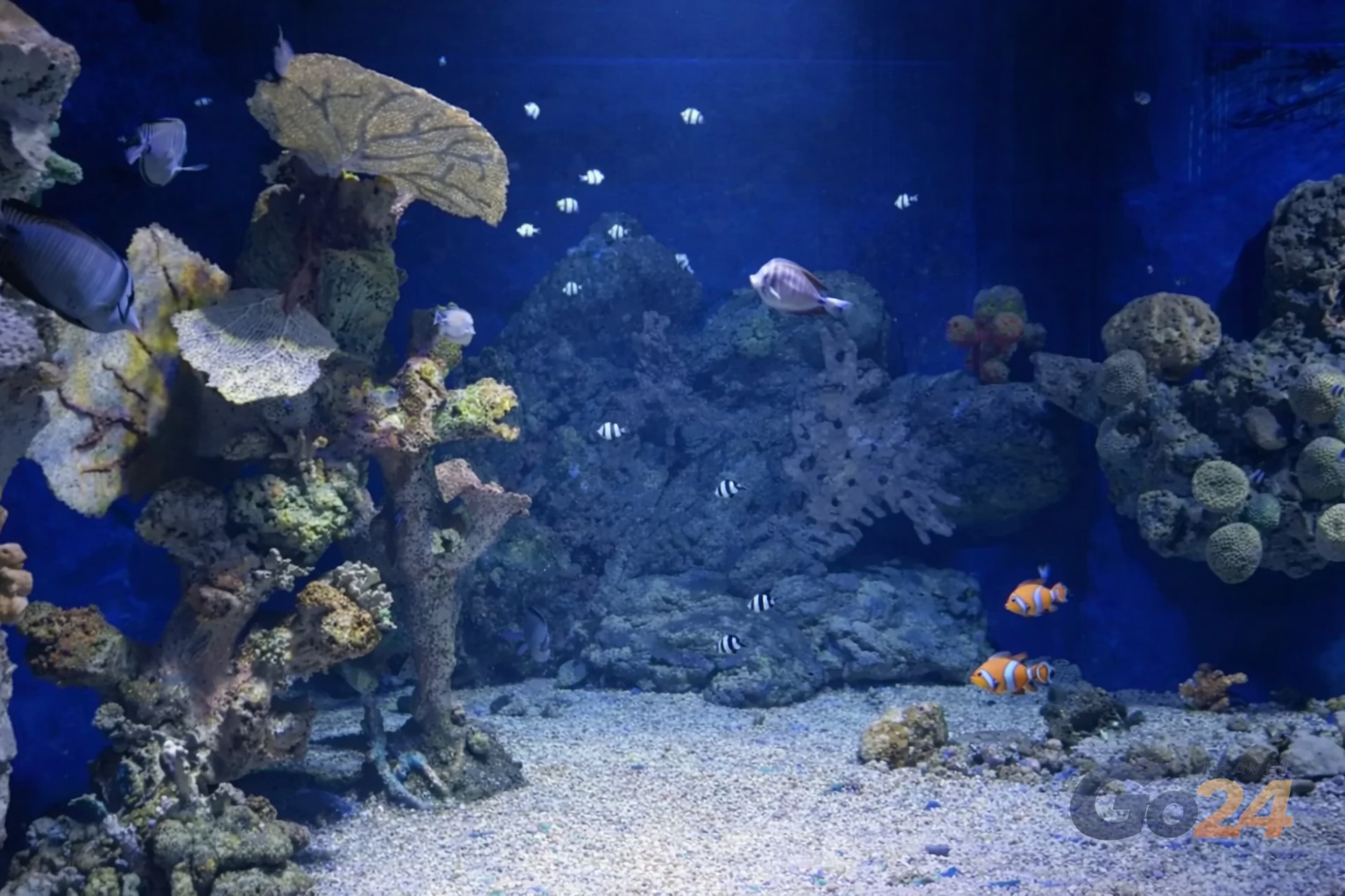 Grand Aquarium