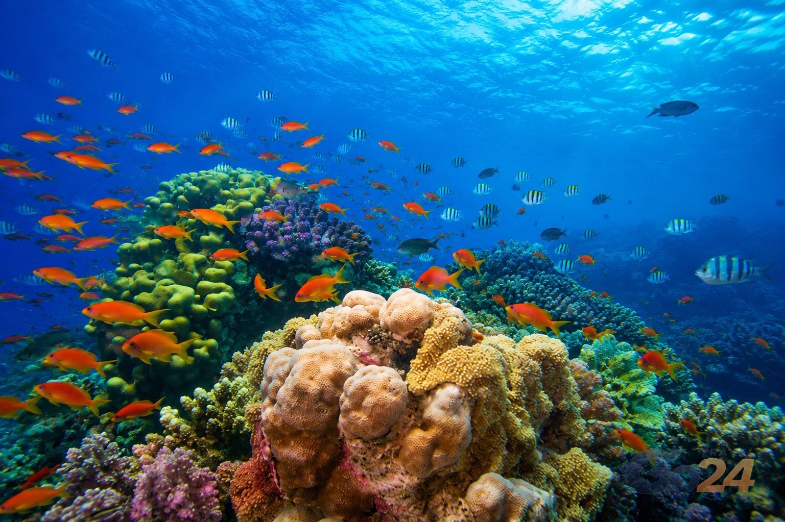 Glass-Bottom Boat in Sharm El Sheikh
